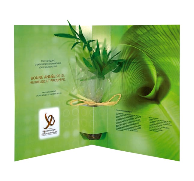 Plante Gokeke